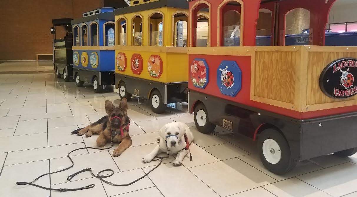 A German Shepherd puppy calmly socializing in a public setting