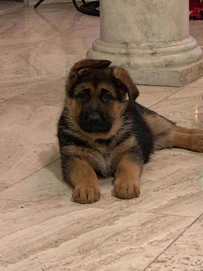 Young German Shepherd puppy from the All Dogs Train breeding program