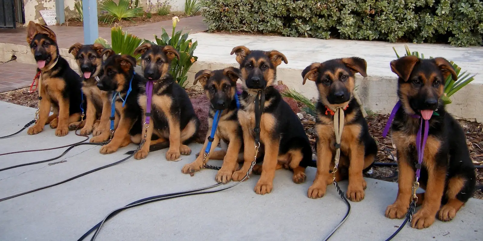 A litter of All Dogs Train German Shepherd puppies sitting together on leash