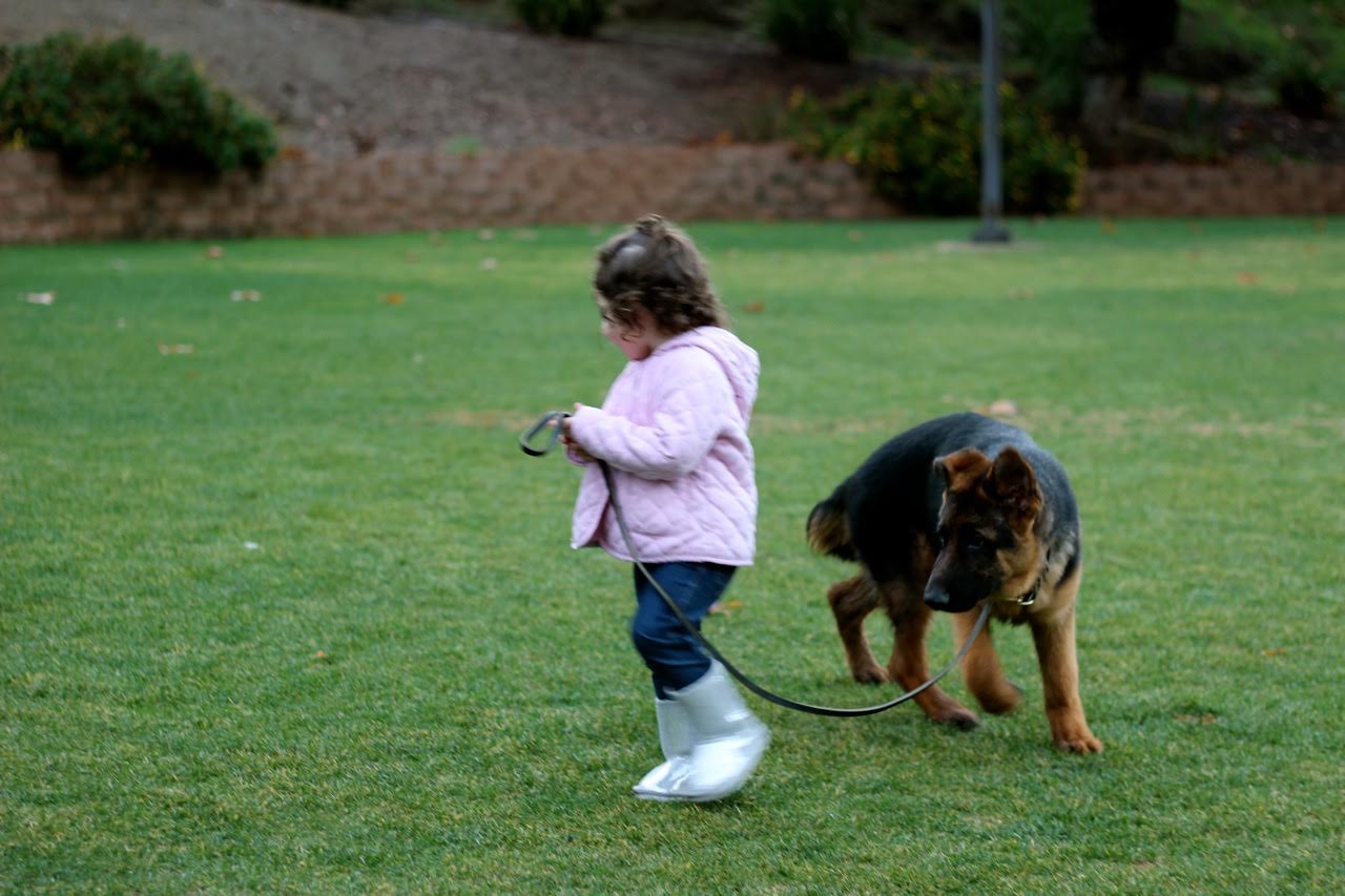 A young child walking a German Shepherd puppy on grass