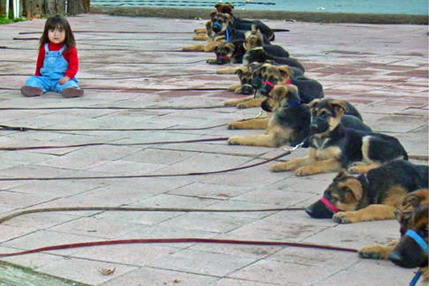 All Dogs Train German Shepherd puppies practicing a calm down-stay together